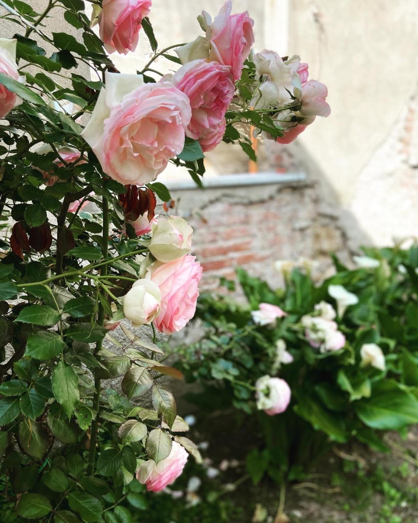 Victoria House B&B Pisa Buitenkant foto